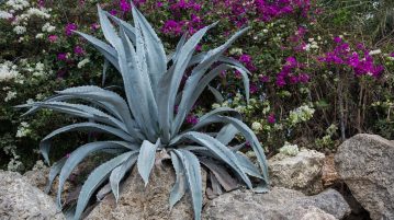 https://www.revista-casasigradina.ro/plante-care-se-ingrijesc-usor, aloe, muscata