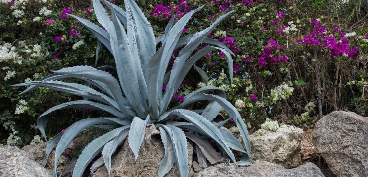https://www.revista-casasigradina.ro/plante-care-se-ingrijesc-usor, aloe, muscata