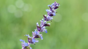 Vinetica infloreste mult timp