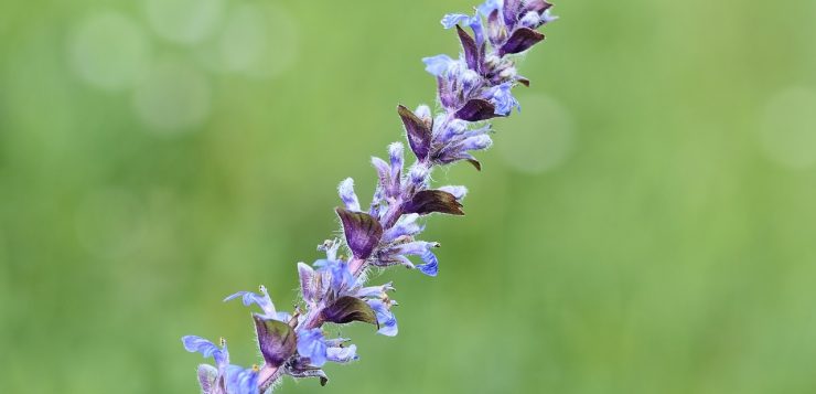 Vinetica infloreste mult timp