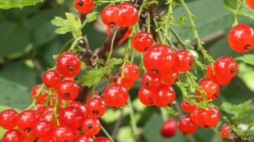 plantarea toamna, fructe d ecocaz rosu, fructe de padure