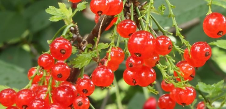 plantarea toamna, fructe d ecocaz rosu, fructe de padure