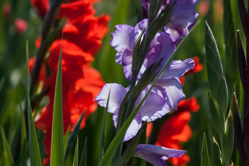 gladiole