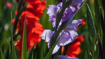 gladiole