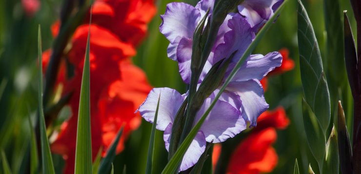 gladiole