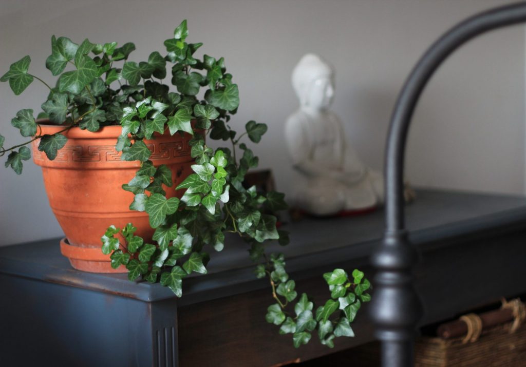ghiveci cu flori, cele mai iubite plante