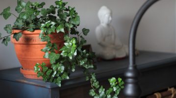 ghiveci cu flori, cele mai iubite plante