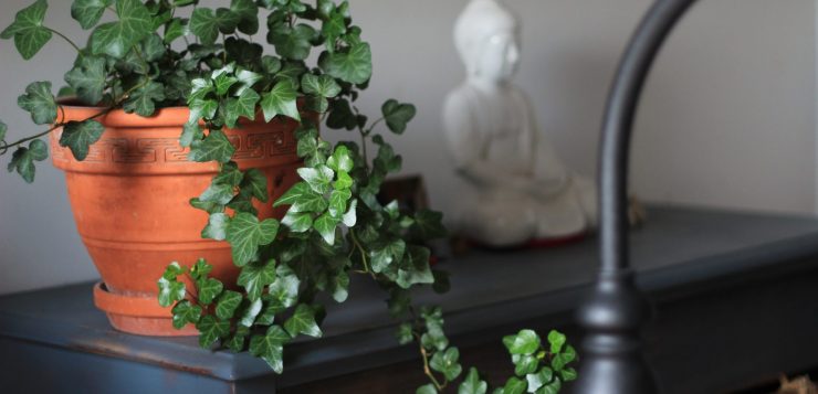 ghiveci cu flori, cele mai iubite plante