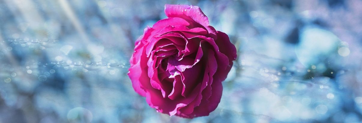 Pregatirea trandafirilor pentru iarna