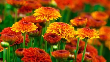 slow gardening