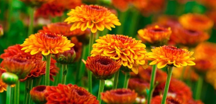 slow gardening
