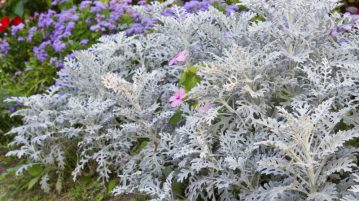 cineraria