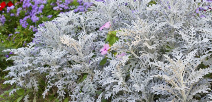 cineraria