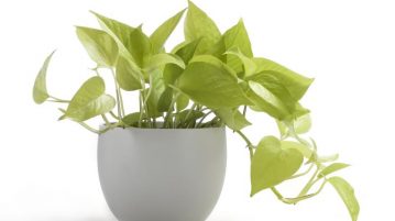 calitatea aerului pothos