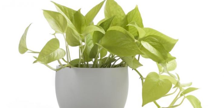 calitatea aerului pothos