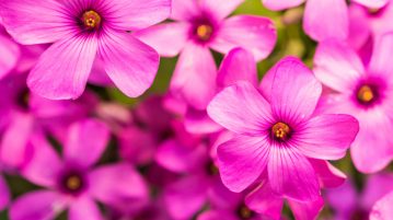 Oxalis