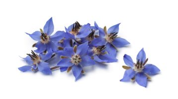 Limba mielului - Borago officinalis