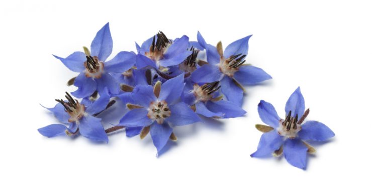 Limba mielului - Borago officinalis