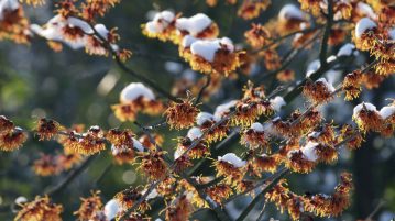 plante impodobite hamamelis