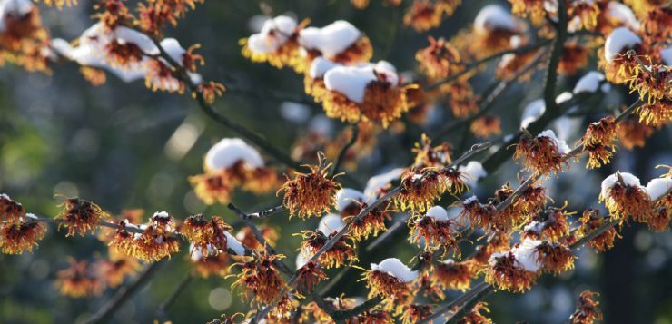 plante impodobite hamamelis