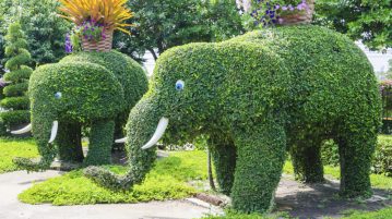 Elefanti in sculpturi vegetale