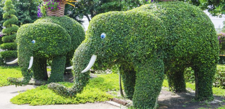 Elefanti in sculpturi vegetale