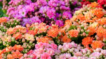 Kalanchoe