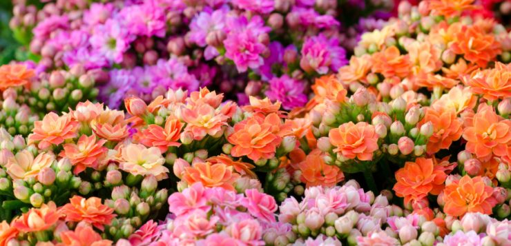 Kalanchoe