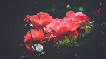totul despre trandafiri, buchet d etrandafiri rosii