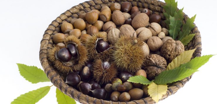 pomi fructiferi