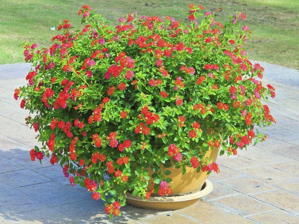 muscata englezeasca, geranium