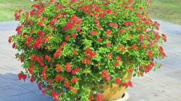 muscata englezeasca, geranium