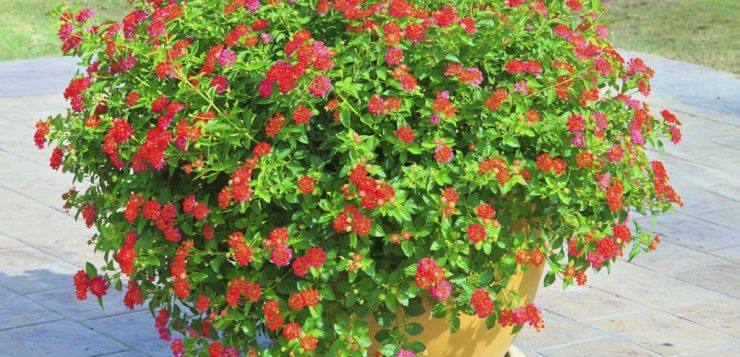muscata englezeasca, geranium