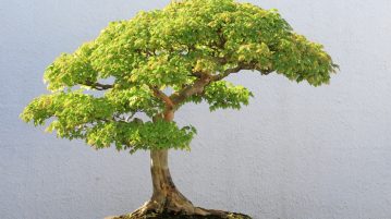 Bonsai