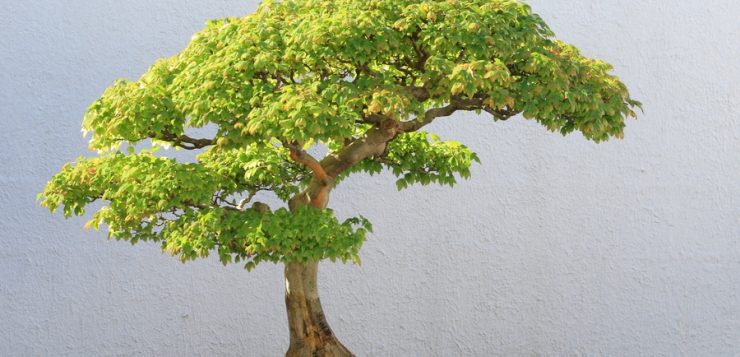 Bonsai