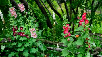 Althaea