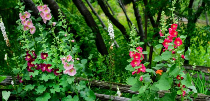 Althaea