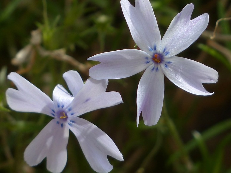 plante care infloresc noaptea