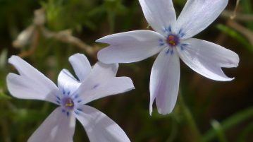 plante care infloresc noaptea