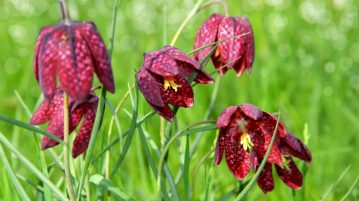 Fritillaria meleagris