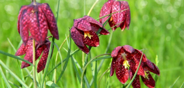 Fritillaria meleagris