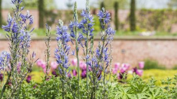 Camassia