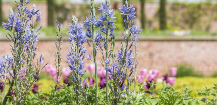 Camassia