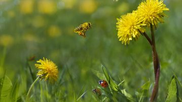 Insecte folositoare în grădină