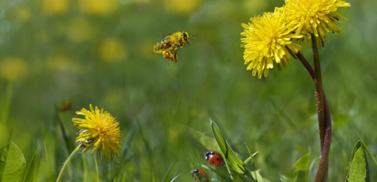 Insecte folositoare în grădină