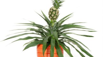 Tufa de ananas