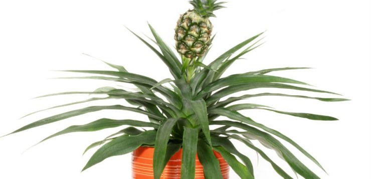 Tufa de ananas