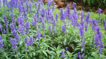 Salvia de grădină