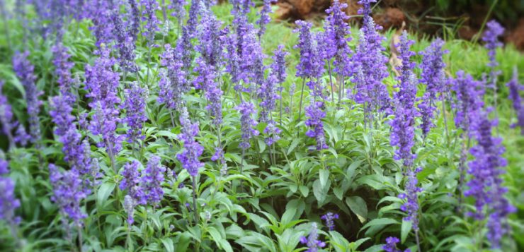 Salvia de grădină