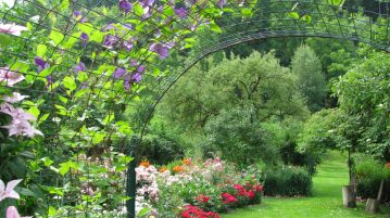 flori urcătoare trandafiri clematite glicina